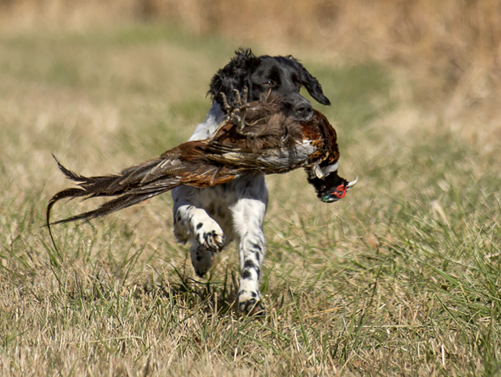 Easy and Delicious Pheasant