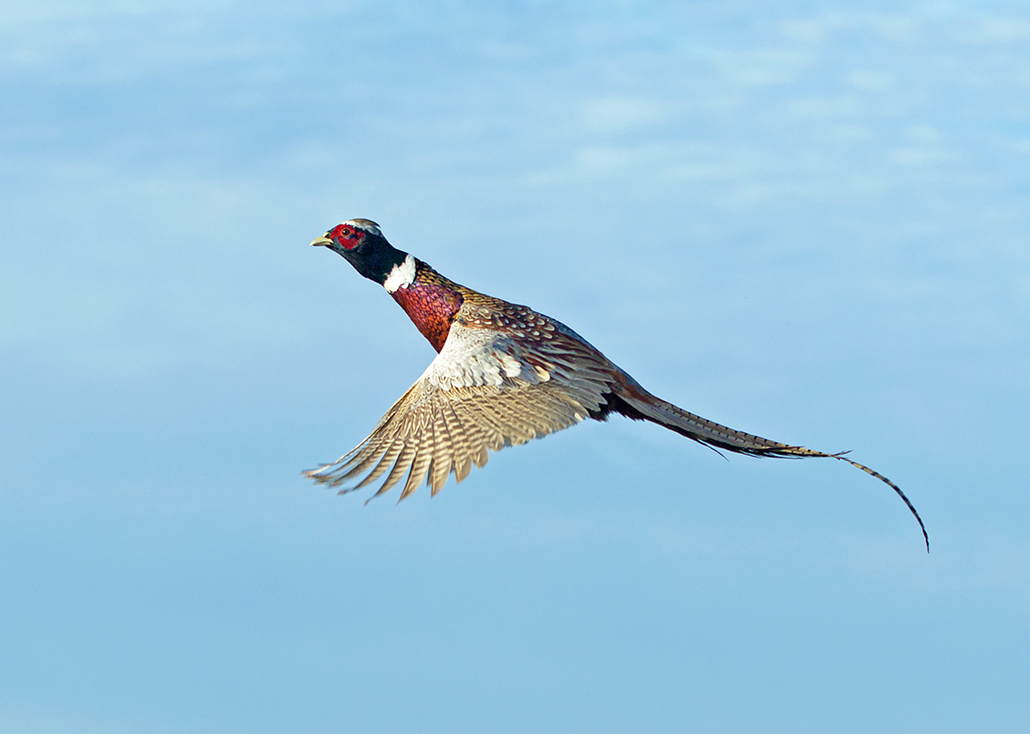 pheasant